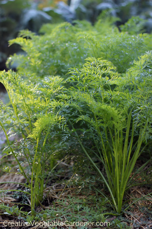 planting-carrots.png