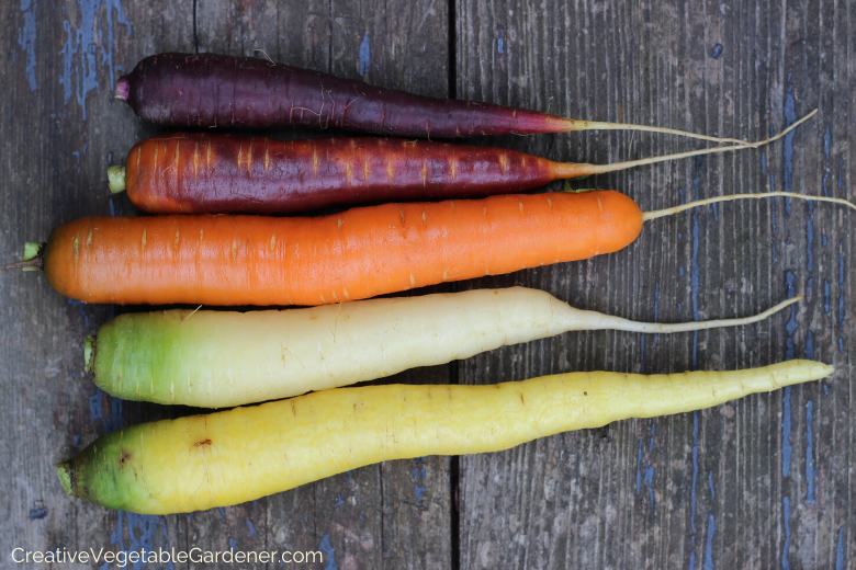 planting-garden-carrots.png