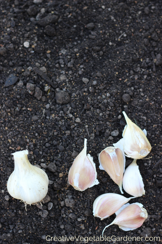 planting-garlic-in-fall.png