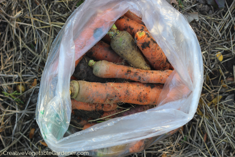 planting-organic-carrots.png