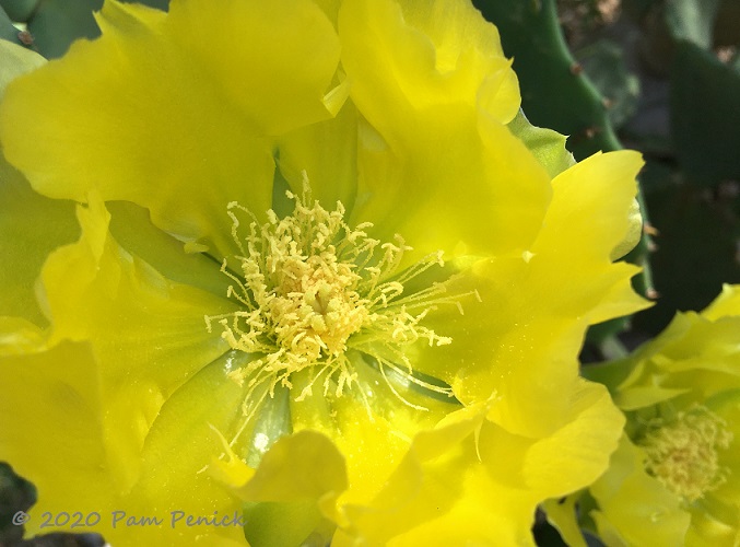 Prickly_pear_flower-1.jpg