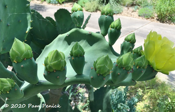 Prickly_pear_flower_buds-1.jpg