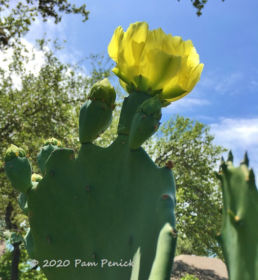 Prickly_pear_flowers_sky-1.jpg