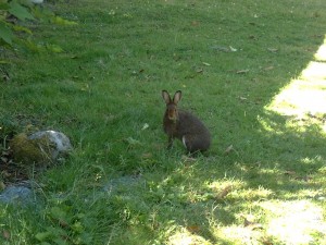 rabbit-300x225.jpg