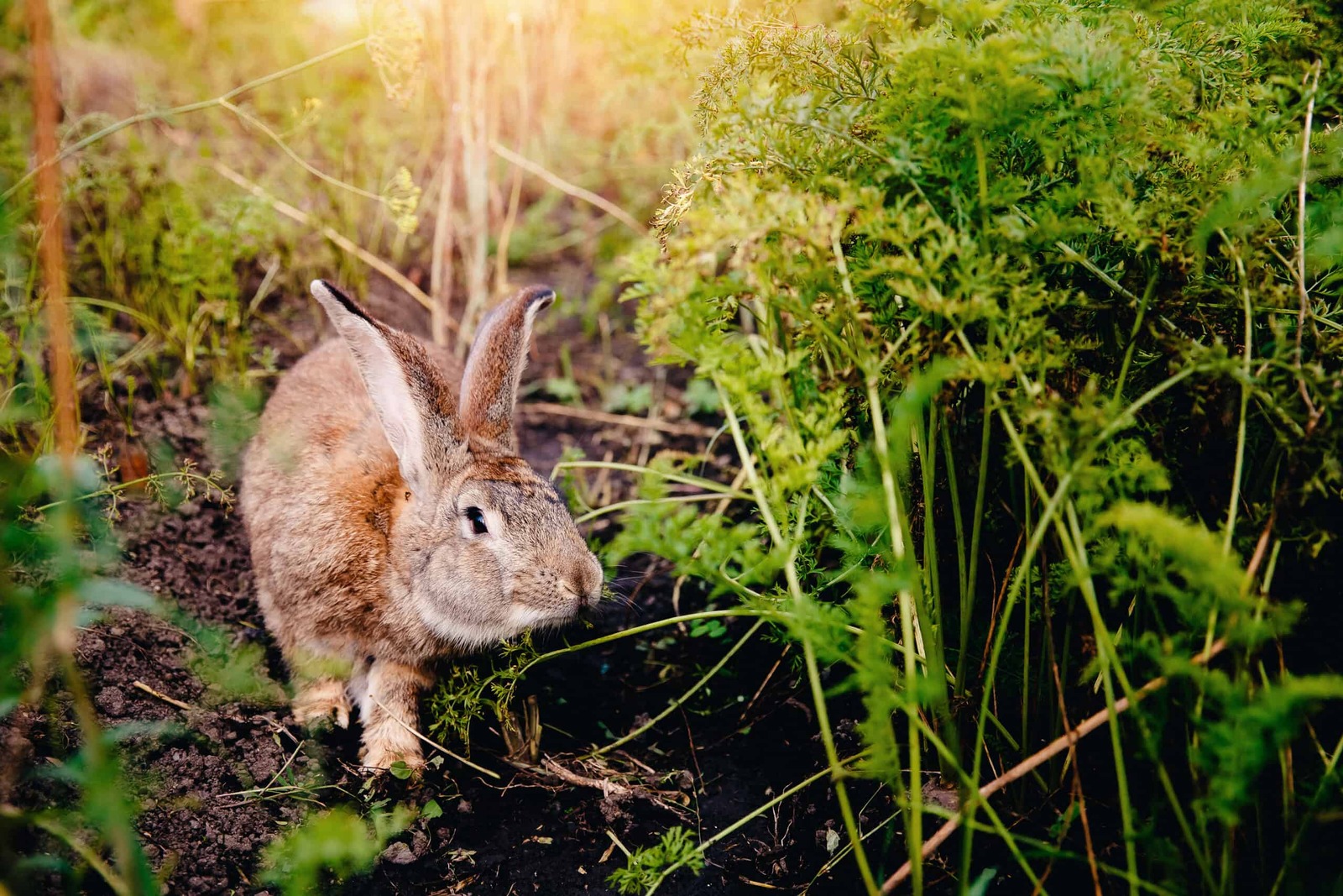 Rabbit-scaled.jpg