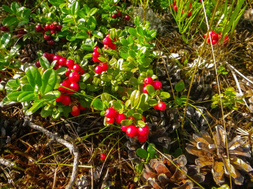ranberries-On-A-Bush-In-The-F-226611913-1-1024x768.jpg
