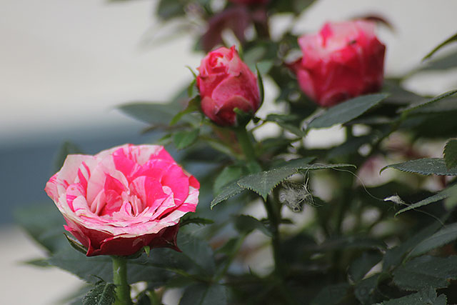 rosesS.jpg