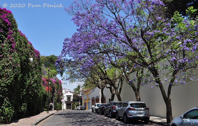 San_Angel_street_jacaranda-1.jpg
