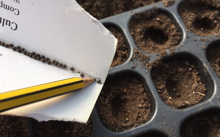 Seed-sowing-pencil-700.jpg