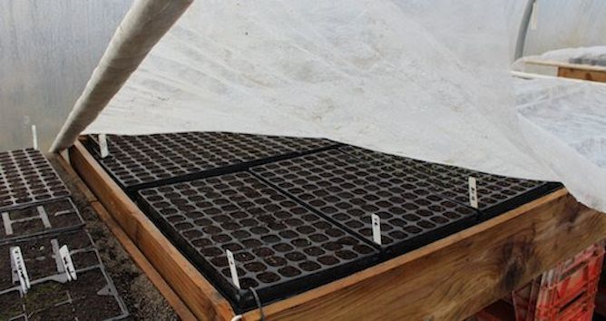 Seedling-trays-on-a-heat-bench.jpg