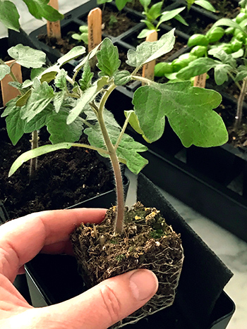 seedlings-growease1.jpg