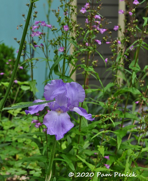 Shoshanas_iris_Gulf_Coast_penstemon_1-1.jpg