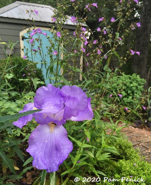 Shoshanas_iris_Gulf_Coast_penstemon_2-1.jpg