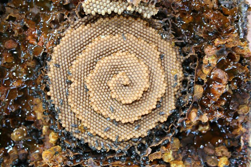 stingless-sugarbag-bees-1.jpg.860x0_q70_crop-scale.jpg