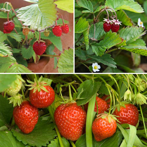 Strawberry_Collage.jpg