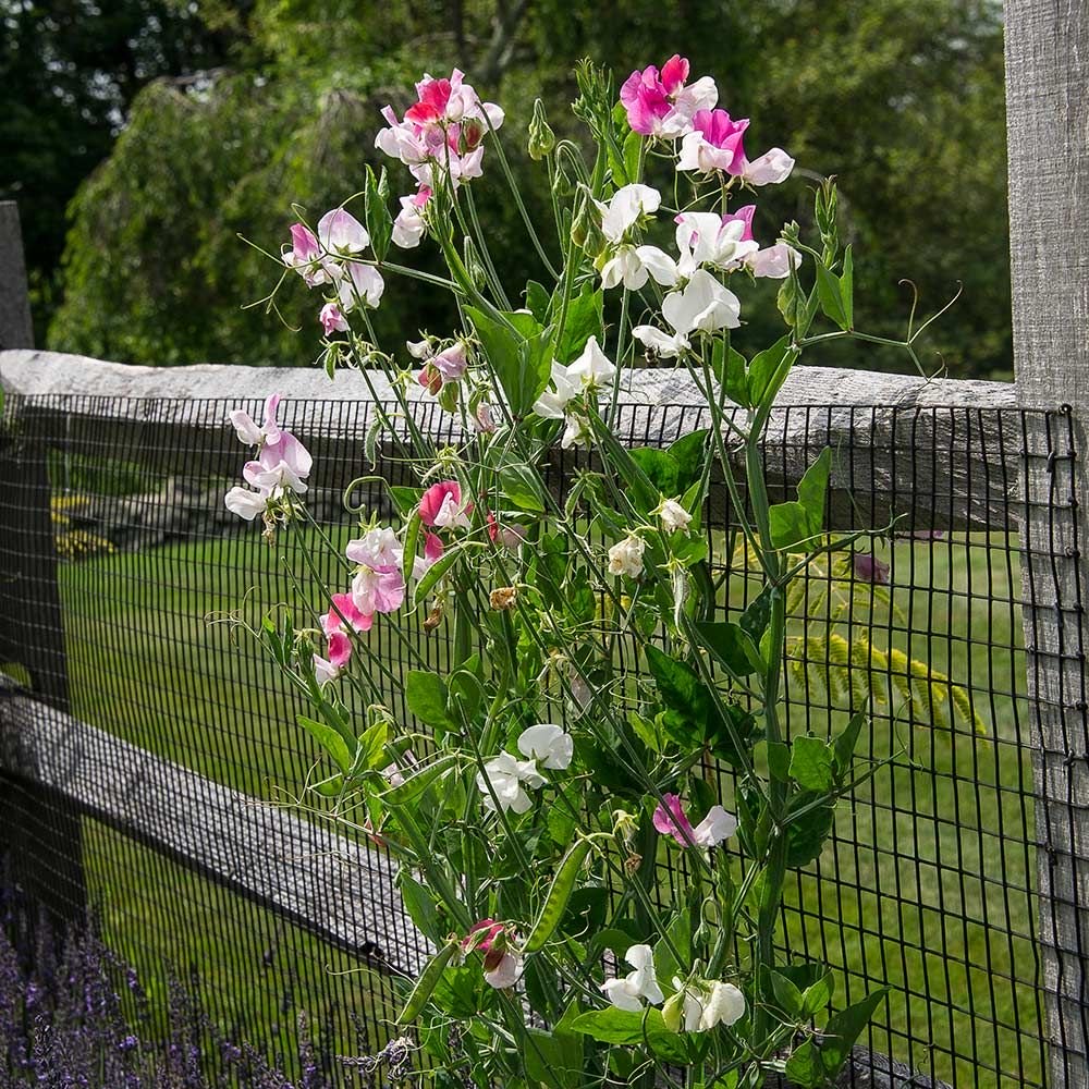 Sweet-Pea-herie-Amour-wider-shot-on-fence.jpg