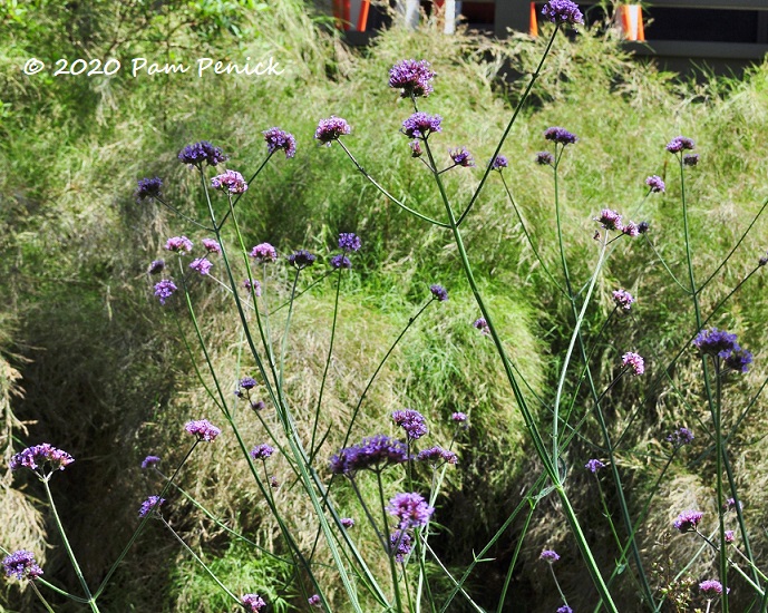 Tall_verbena_Bamboo_muhly_1-1.jpg