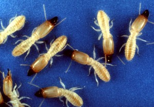 termite-300x209.jpg