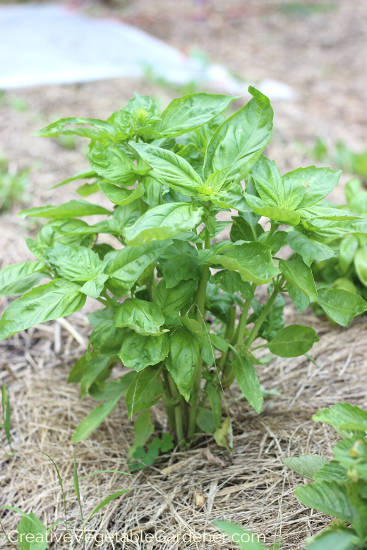 tips-for-growing-garden-basil.png