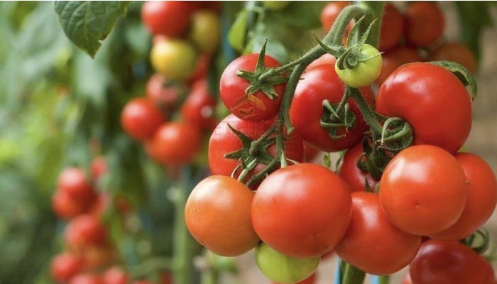 Tomato-fruit-700.jpg