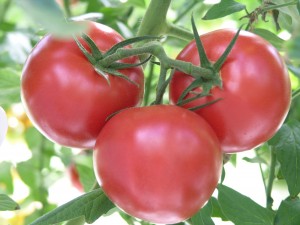 Tomato-wikimedia-goldlocki-300x225.jpg