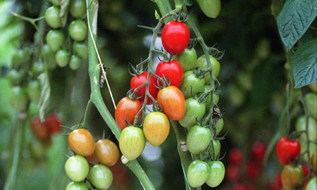 tomatoes-growing-on-the-v-006.jpg