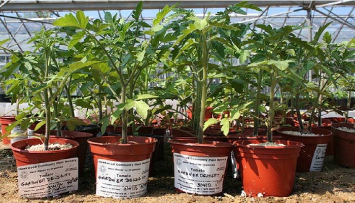 Tomatoes-in-pots-700.jpg