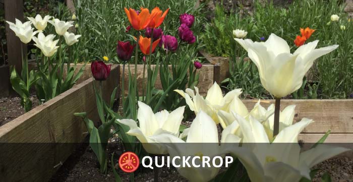 Tulip-header.jpg