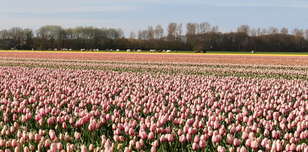 Tulips+growing+next+to+cows+grazing?format=1000w.jpg