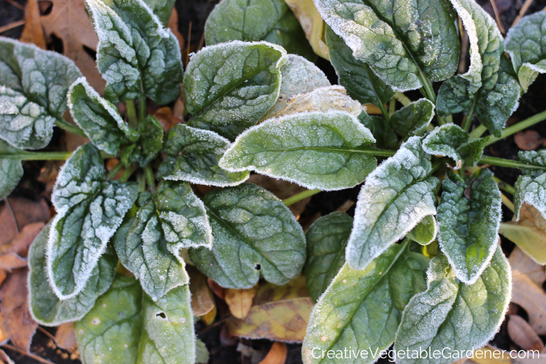 vegetables-frost-hardy.png
