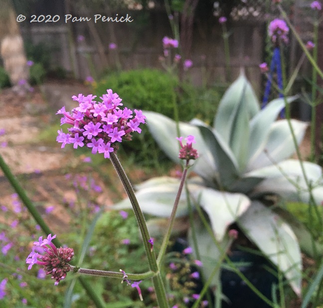 Verbena_bonariensis_Agave_ovatifolia-1.jpg