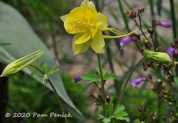 Yellow_columbine.jpg