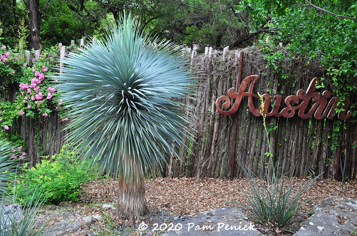 Yucca_rostrata_Austin_sign-1.jpg