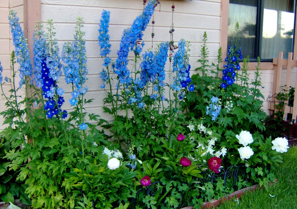 2010 June flower bed