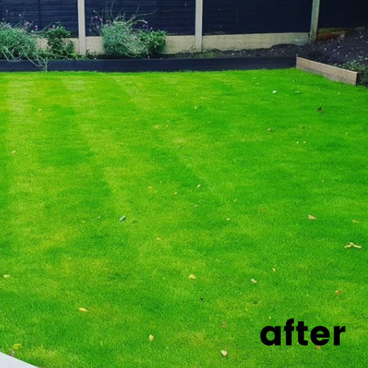 After Lawn Renovation