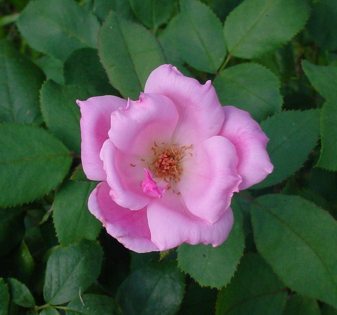 Blushing pink Knockout rose