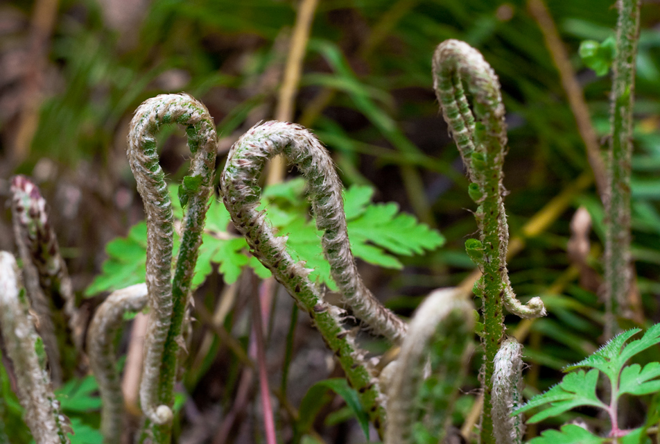 Burgeoning Life - Wild Ferns