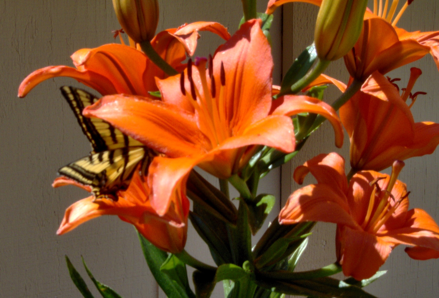 Butterfly on Lily