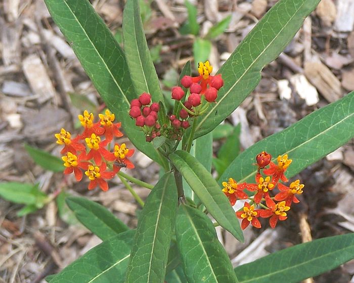 Butterfly Weed rd 1