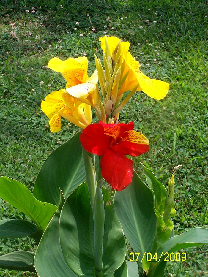 Canna yll-red 2