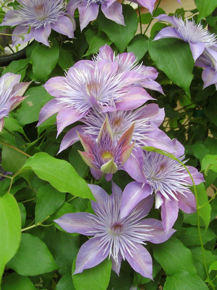 Clematis 'Crystal Fountain"