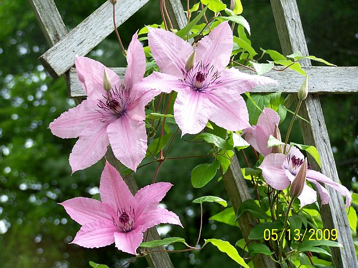 Clematis Nelly Moser 1