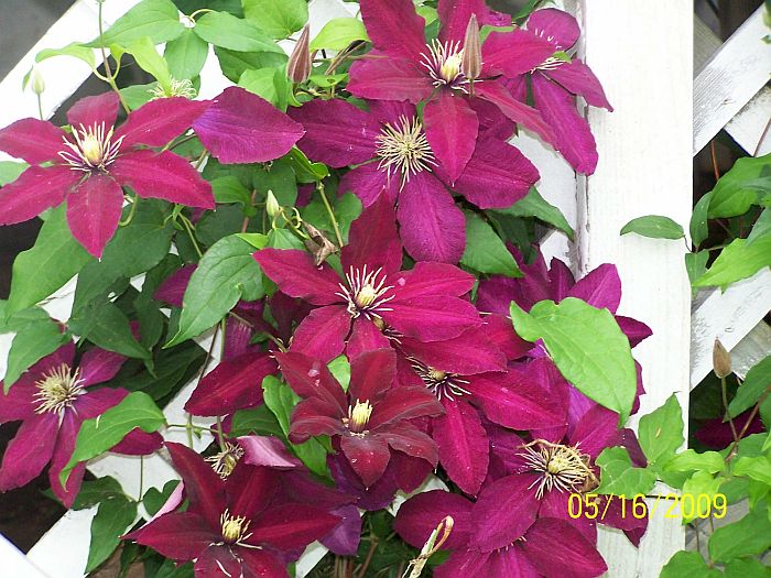 Clematis red 3