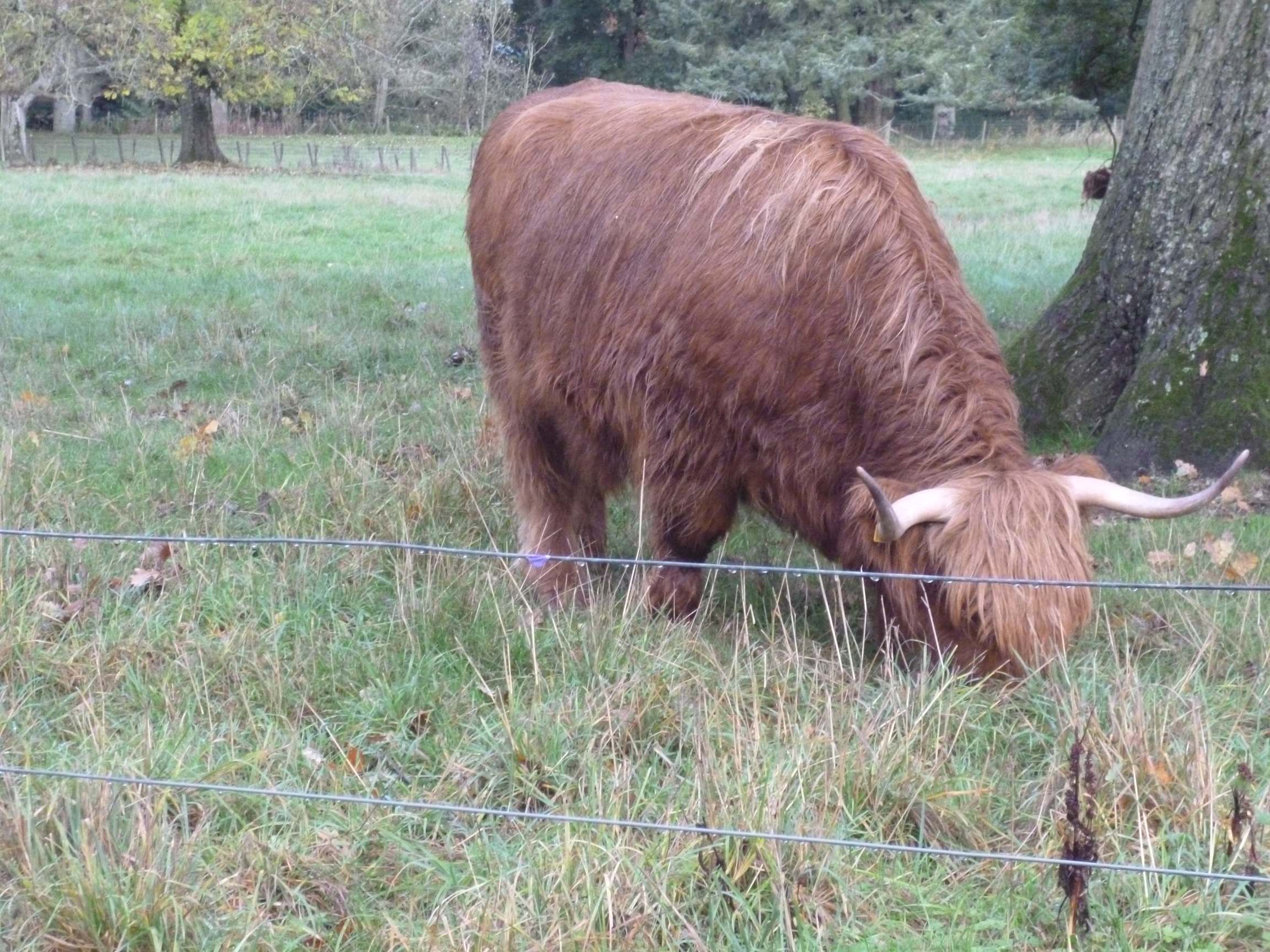 highland_cows_1