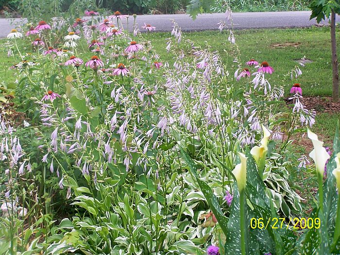 Hosta blooms-Calla lilies- coneflowers 2