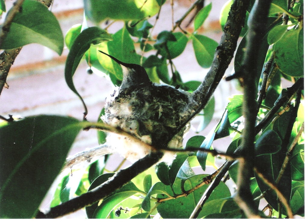 Hummingbird Mama in nest