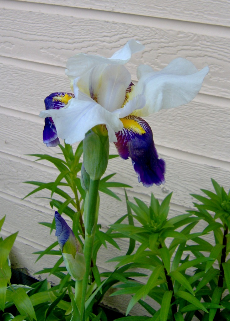 Iris bi-color