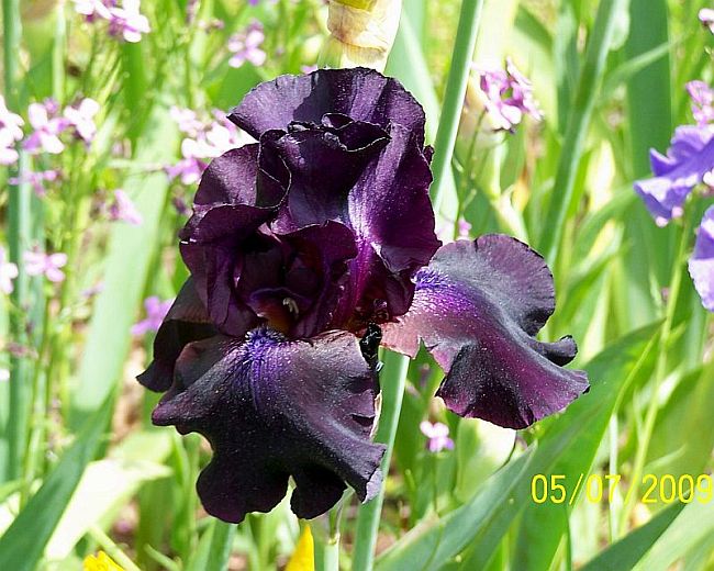 Iris black 1