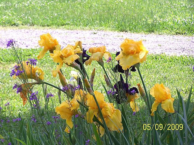 Irises gold 22
