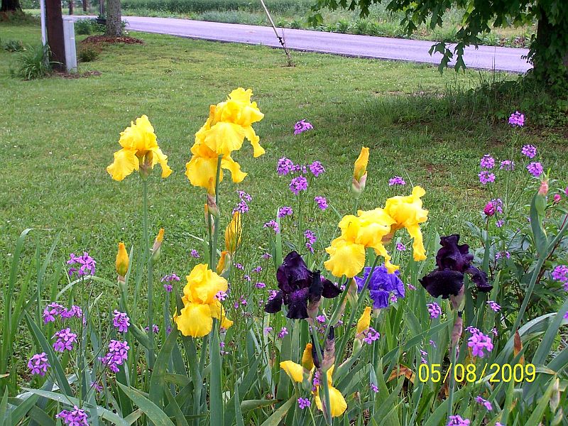 Irises gold blk ppl 1